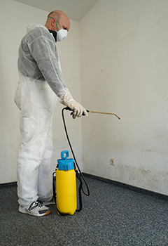 Bell Gardens Mold Remediation Services